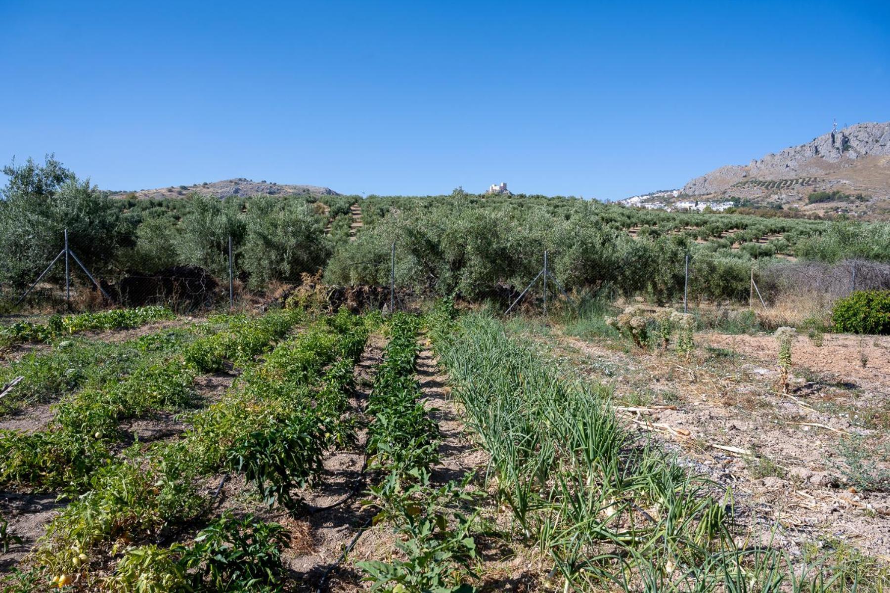 Agroturismo Ecologico El Cortijillo Луке Экстерьер фото